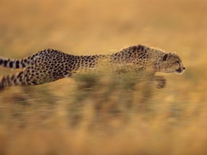 Running cheetah by bm.iphone (CC: Attribution)